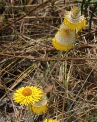 Leucochrysum albicans albicans