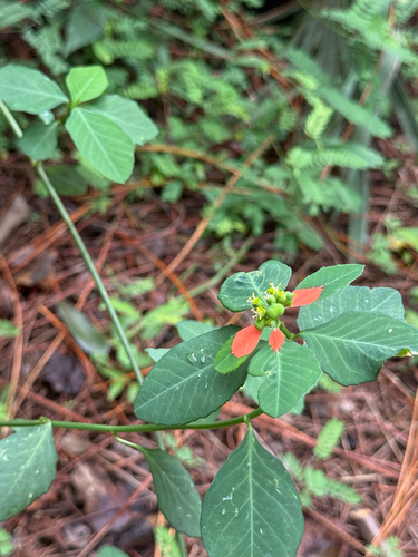 Euphorbia heterophylla observed 2026-10-28