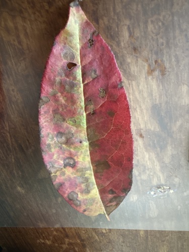 Oxydendrum arboreum observed 2026-10-28