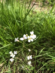 Arabidopsis arenosa