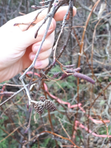 Alnus incana observed 2026-10-27