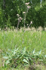 Saussurea controversa