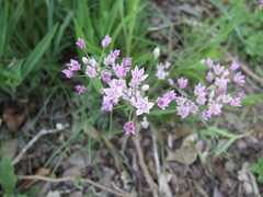 Allium drummondii