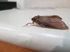 Oxycanus