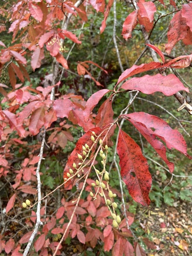 Oxydendrum arboreum observed 2026-10-28