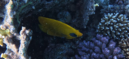 Chaetodon semilarvatus observed 2026-10-28
