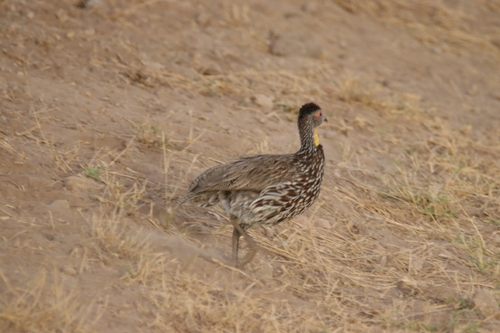 Francolinus francolinus observed 2026-10-28