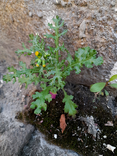 Senecio vulgaris observed 2026-10-28