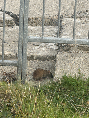 Rattus rattus observed 2026-10-28