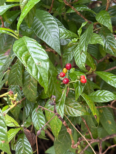 Psychotria observed 2026-10-28