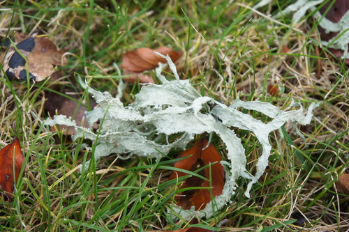 Ramalina observed 2026-10-28