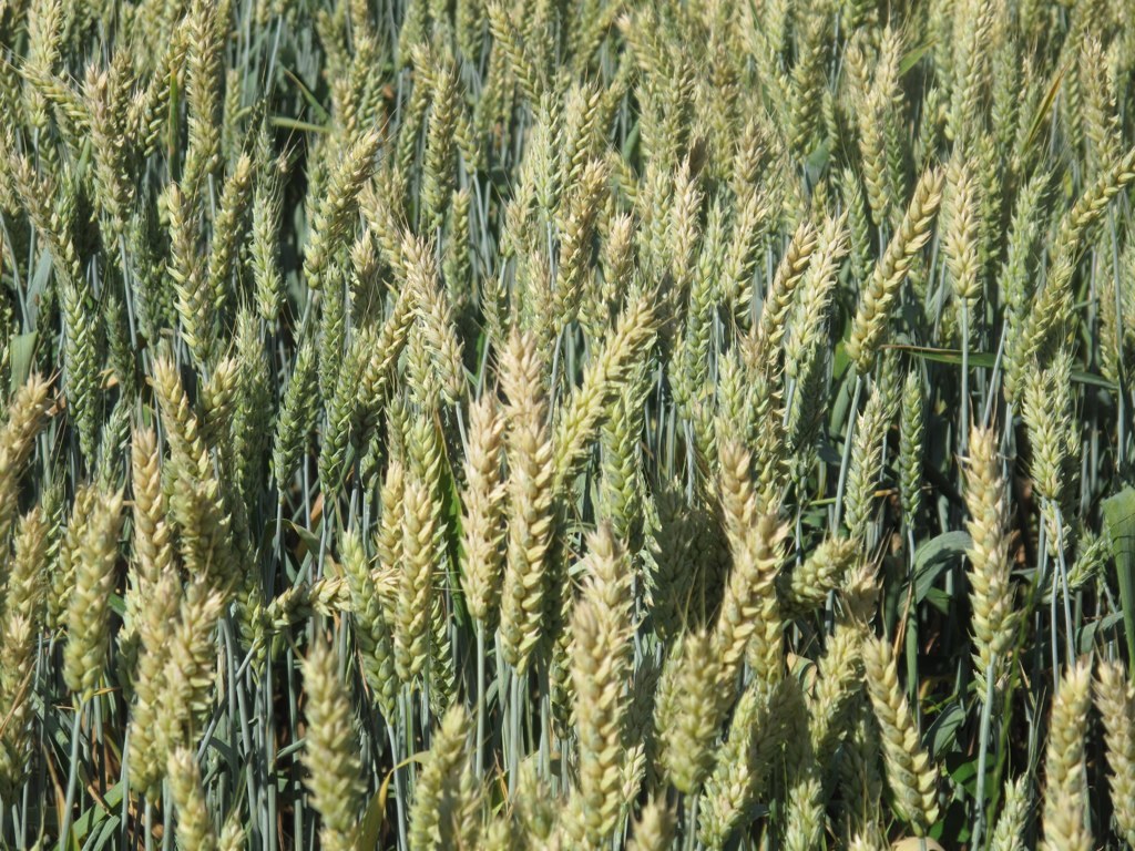 Triticum aestivum es el nombre científico de cereal de trigo grano. También  conocido como trigo (español y portugués). vista superior de granos en  tazón de cerámica Fotografía de stock - Alamy