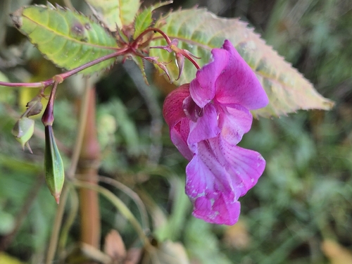 Impatiens glandulifera, 2026-10-28