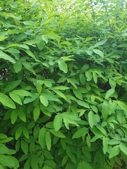 Magnoliopsida