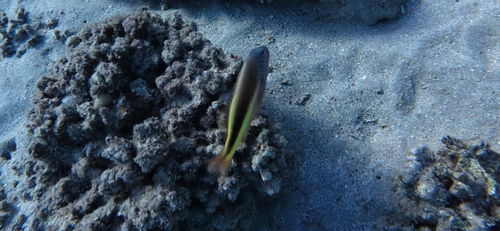 Paracirrhites forsteri observed 2026-10-28