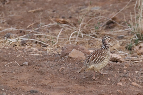 Francolinus francolinus observed 2026-10-28