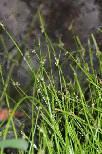 Image of Isolepis inundata by (c) Russell Best, some rights reserved (CC BY)