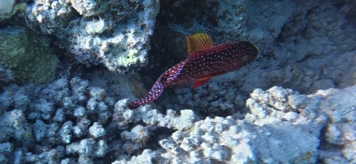Cephalopholis observed 2026-10-28