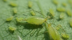 Illinoia liriodendri