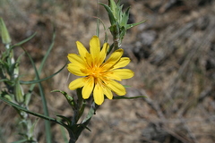 Tragopogon ucrainicus
