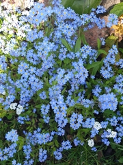 Myosotis