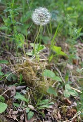 Taraxacum proximum