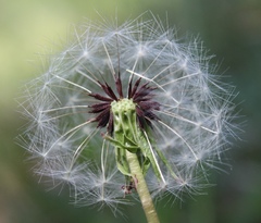 Taraxacum proximum