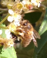 Apis mellifera