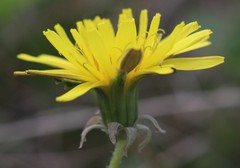 Taraxacum proximum