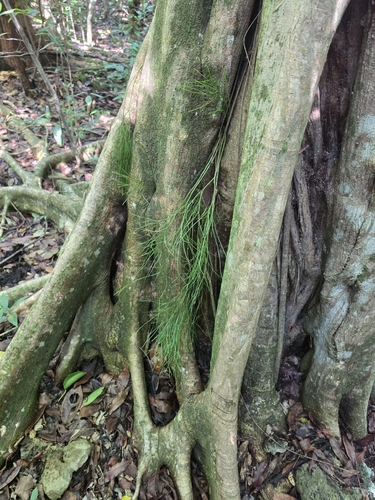 Lycopodium observed 2026-10-28