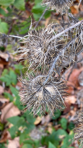 Cirsium vulgare observed 2026-10-28
