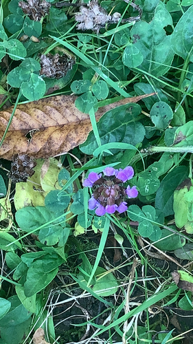 Prunella vulgaris observed 2026-10-28
