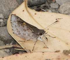 Trapezites phigalioides