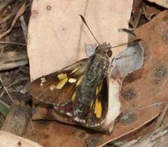 Trapezites phigalioides