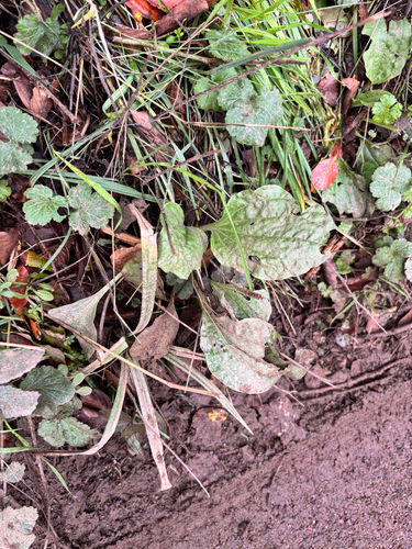 Plantago major observed 2026-10-28