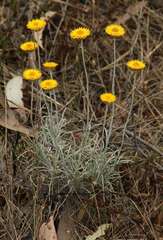 Leucochrysum albicans albicans