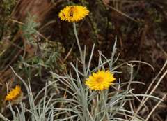 Leucochrysum albicans albicans