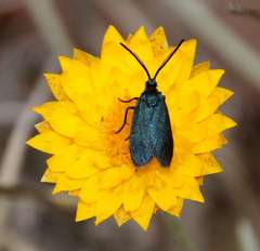 Turneriprocris dolens