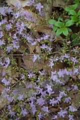 Rhododendron serpyllifolium
