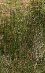 Amphibromus nervosus