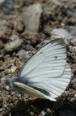 Pieris bryoniae
