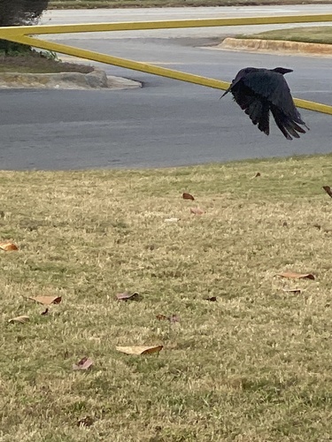 Corvus observed 2026-10-28
