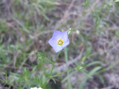 Giliastrum rigidulum