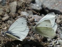 Pieris bryoniae