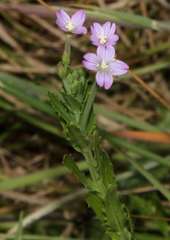Epilobium billardiereanum intermedium