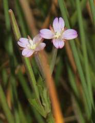 Epilobium billardiereanum intermedium