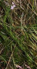 Epilobium billardiereanum intermedium