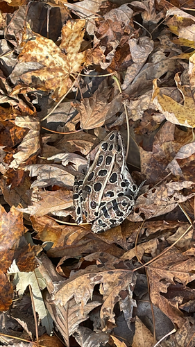 Lithobates pipiens observed 2026-10-28