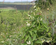 Vincetoxicum hirundinaria hirundinaria