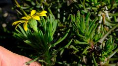Osteospermum subulatum
